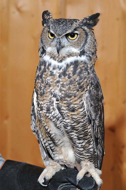 A Research Study On Owl Creek Veterinary